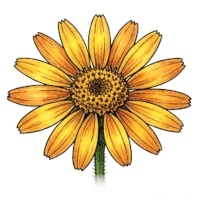 Arnika górska kwiat