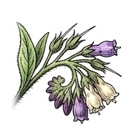 Żywokost lekarski Symphytum oficinale